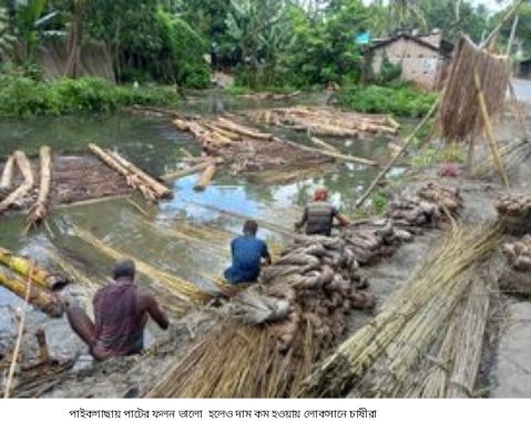 লোকসানে চাষীরা