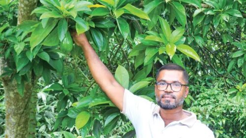 অ্যাভোকাডো চাষে টিটোর সাফল্য