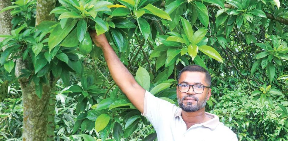 অ্যাভোকাডো চাষে টিটোর সাফল্য